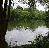 Swan Lake Allotments